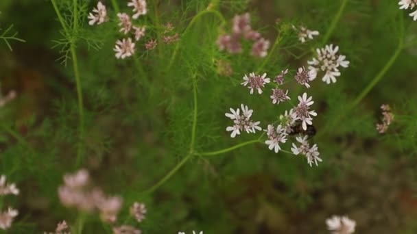 Bin Som Samlar Koriander Blommor Honung — Stockvideo