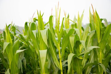 Yeşil Cornflower Ağacı tarlada. organik tarım