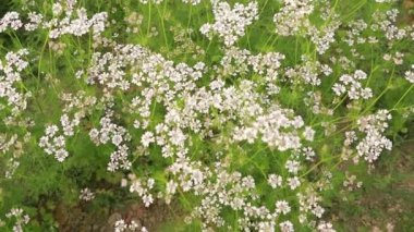 Arılar hardal çiçeği topluyor tatlım.