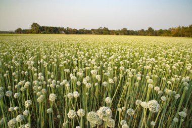 Tarladaki Güzel Çiçek Soğanı Çiçekleri