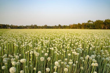 Tarladaki Güzel Çiçek Soğanı Çiçekleri