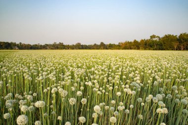 Tarladaki Güzel Çiçek Soğanı Çiçekleri