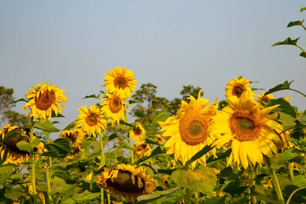 Güzel sarı ayçiçeği manzarası