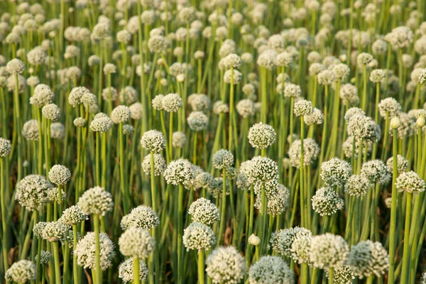 Tarladaki Güzel Çiçek Soğanı Çiçekleri