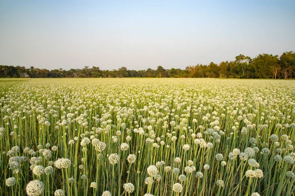 Tarladaki Güzel Çiçek Soğanı Çiçekleri