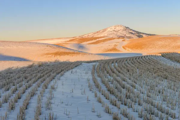 Solgun - Kış ayağında popo