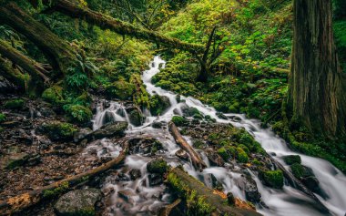 Wahkeena Deresi - Columbia Nehri Boğazı, Oregon.