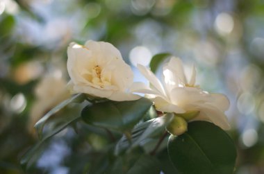 Çiçek Bokeh Soyut Peyzaj Doğası Yeşil Resim