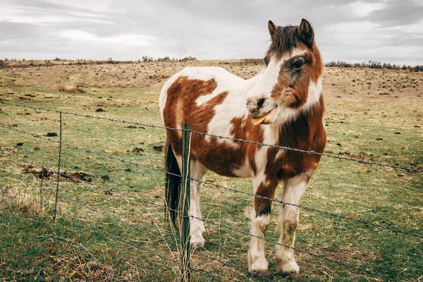 Seattle Skyline Siyah-Beyaz