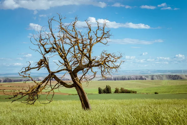 Seattle Skyline Siyah-Beyaz