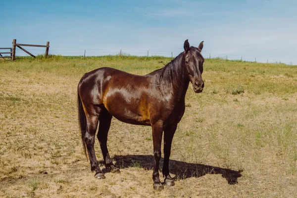 Seattle Skyline Siyah-Beyaz