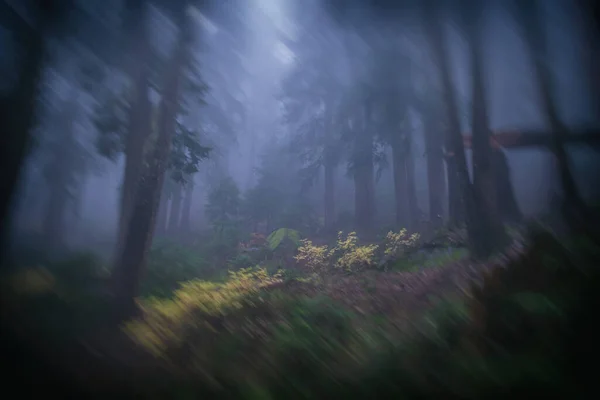 Smithbrook Trail 'den Yürüyüş Yolu Özeti - Skykomish, Washington
