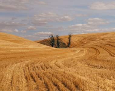 Buğday Toprakları - Lancaster, Washington