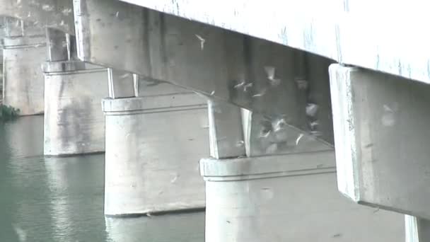 Murciélagos bajo el puente de la Avenida del Congreso en Austin, Texas — Vídeo de stock