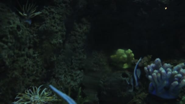 Pekings blaues Zoo-Aquarium lizenzfreies Stockvideo