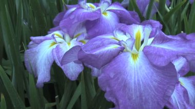 Imperial Bahçe Tokyo Japonya