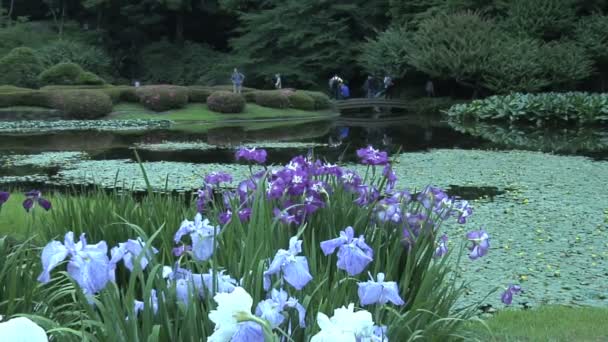 Imperial Garden in Tokyo Japan — Stock Video