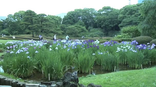 在日本东京的皇家园林 — 图库视频影像