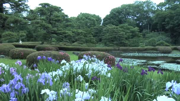 Kejserliga trädgård i Tokyo Japan — Stockvideo