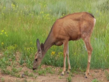 Geyik ve çim yeme açık kahverengi
