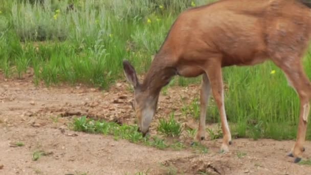 Herten eten van gras en bladeren — Stockvideo