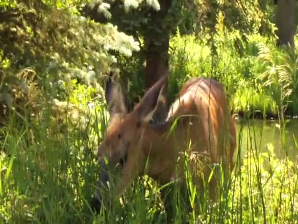 Herten eten van gras en bladeren — Stockvideo