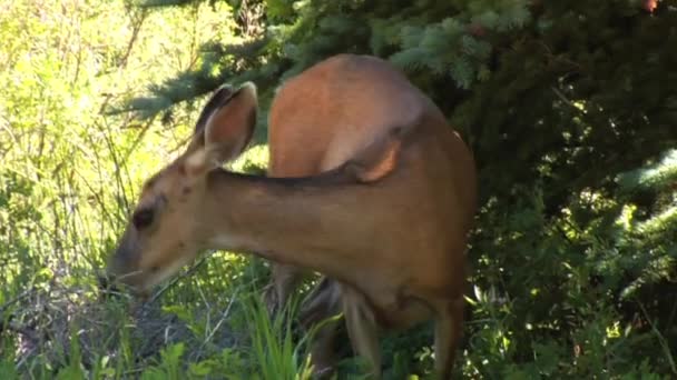 Ciervos comiendo hierba y hojas — Vídeos de Stock