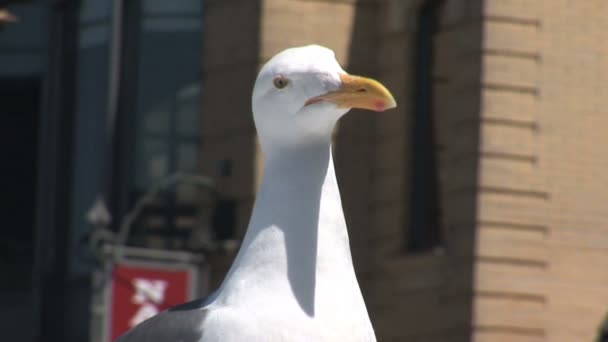 Duiven in Fisherman's Wharf in San Francisco — Stockvideo