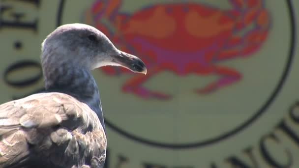 Pigeons in Fishermans Wharf in San Francisco — Stock Video