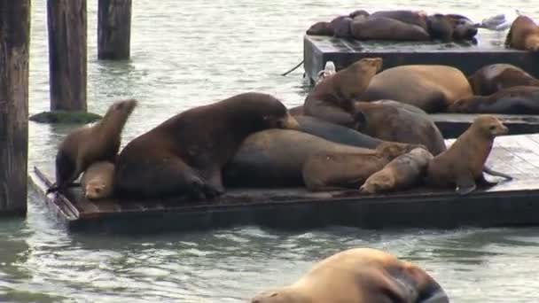 Tätningar i San Francisco Bay — Stockvideo