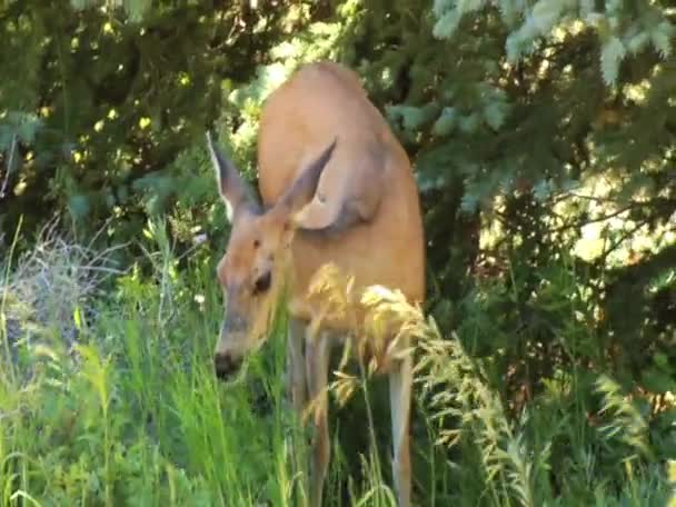 Deer Eating Grass and Leaves — Stock Video