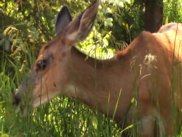 Herten eten van gras en bladeren — Stockvideo