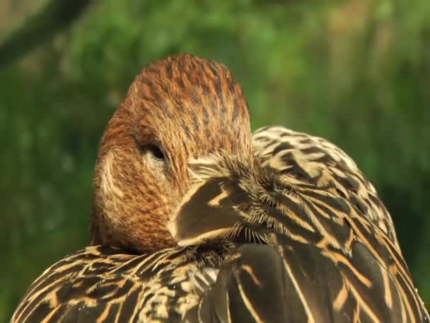 Anatra addormentata — Video Stock