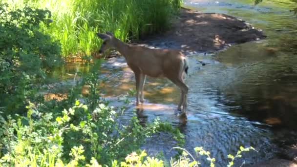 Cerf debout dans un ruisseau 