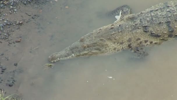 Cocodrilo en un río en una selva tropical — Vídeos de Stock