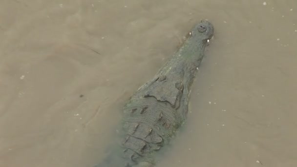 Аллигатор в реке в тропическом дождевом лесу — стоковое видео