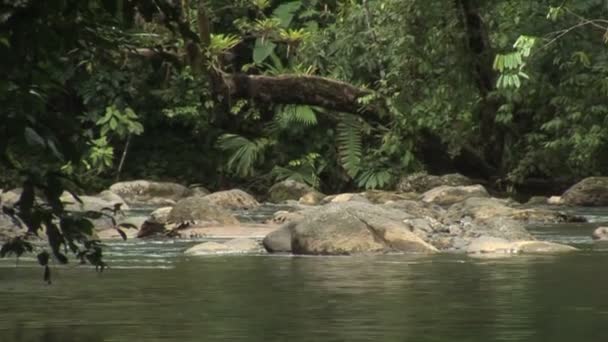 Agua corriendo sobre rocas en una selva tropical — Vídeo de stock