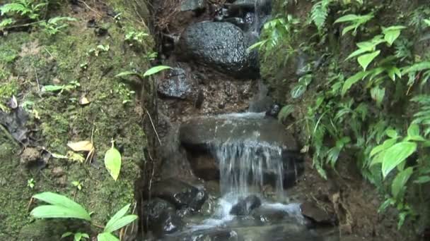 Маленький водопад в тропическом дождевом лесу — стоковое видео