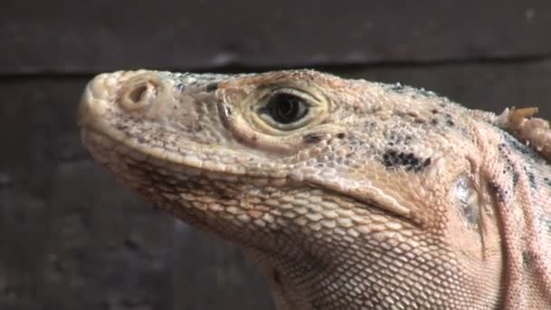 Iguana on a Tree Trunk in a Rain Forest — Stock Video