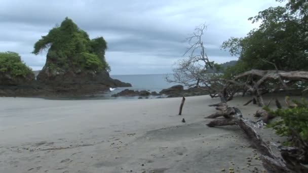 Formation rocheuse sur la plage près de la forêt tropicale — Video