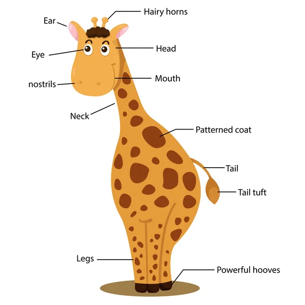 Illustrator van giraffe lichaamsdeel — Stockvector