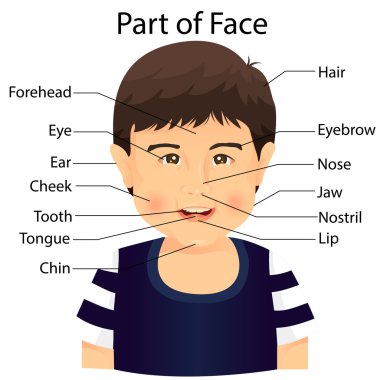 Illustrator yüz kısmının