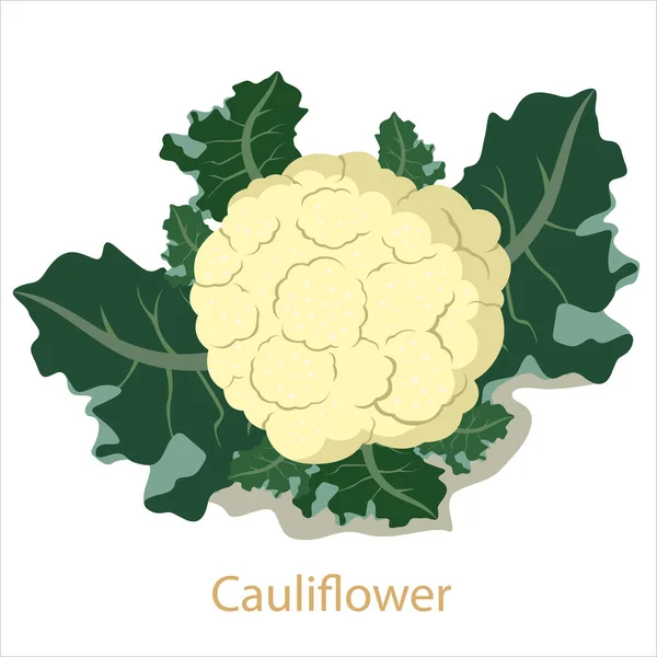 Ilustrador Coliflor Vegetal Aislado — Archivo Imágenes Vectoriales