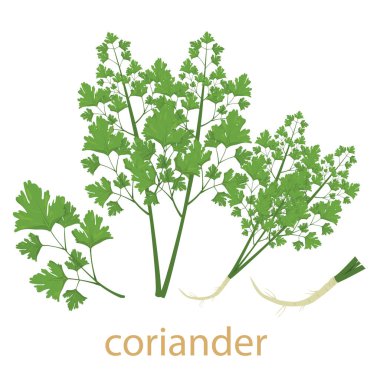 Kişniş sebzesinin çizimi