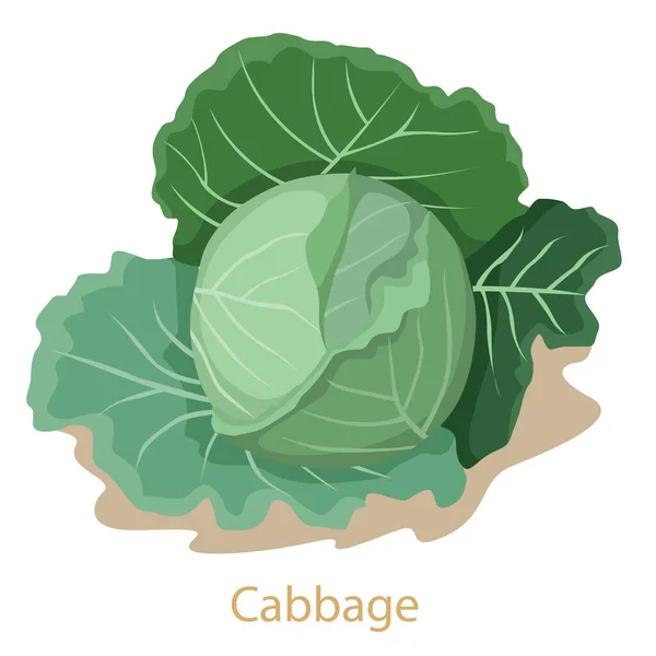 キャベツ野菜のイラストレーター — ストックベクタ