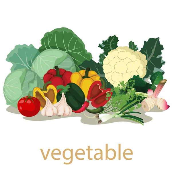Illustrator Vegetables Isolated — Stock Vector