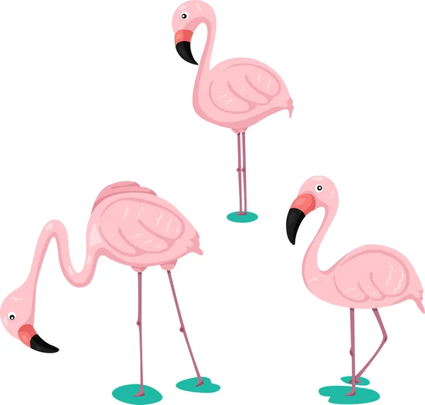 Illustrator of flamingos set — Stock Vector