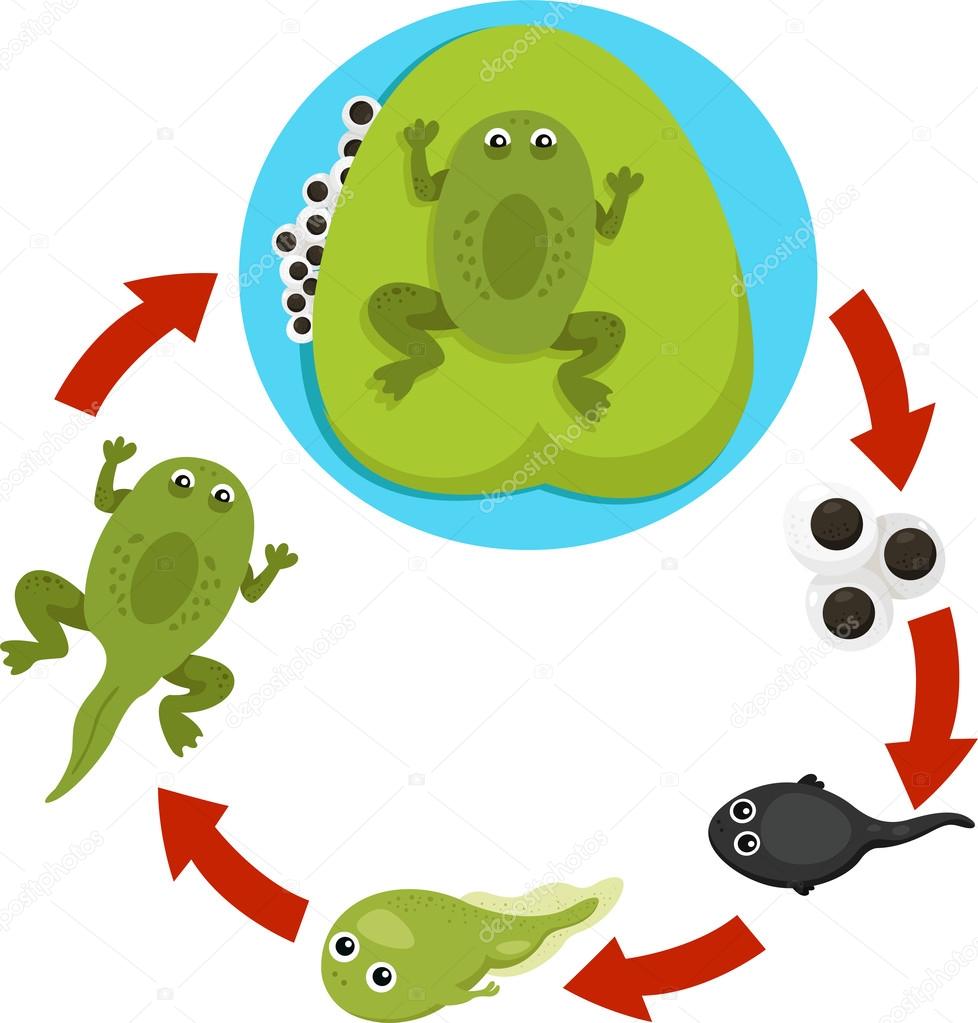 Illustrator of Life cycle of a frog