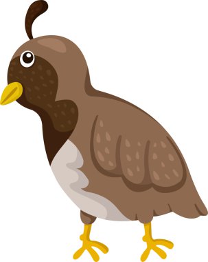 Illustrator bıldırcın