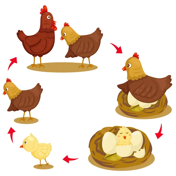 Illustrateur du cycle de vie du poulet — Image vectorielle